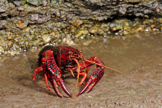 Swamp crayfish / Louisianakrebs - Roter Amerikanischer Sumpfkrebs (Procambarus clarkii), Extremadura, Spanien 