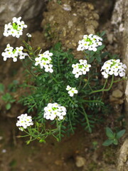 Fiederrauke, Murbeckiella pinnatifida