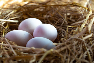 Chicken eggs in the nest