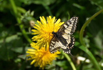 Swallowtail (Papilio machaon) on a dandelion flower on a Sunny day.