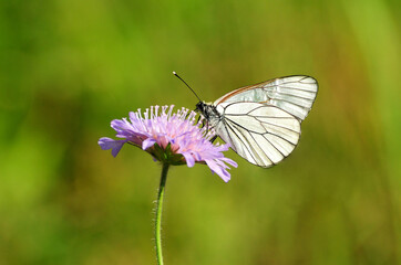 Black-veined White (Aporia crataegi) a summer flower. Moscow region. Russia.