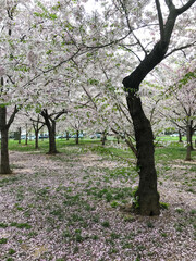 Fototapeta premium cherry blossom grove in spring