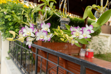 Beautiful orchids blooming in pots