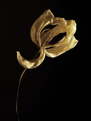 Old withered yellow tulip on a dark background