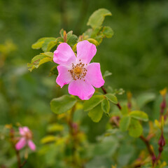 Flower of dog rose Rosa canina growing in nature