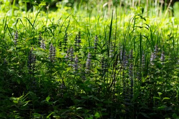 Blue forest flowers - tenacious creeping ( Ajuga reptans L) on a Sunny spring morning.