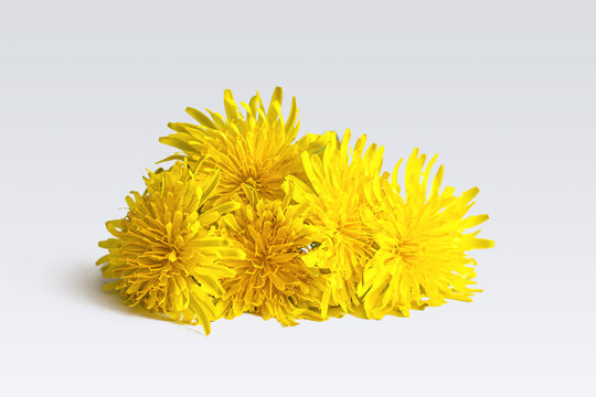 Bouquet of bright yellow dandelion flowers