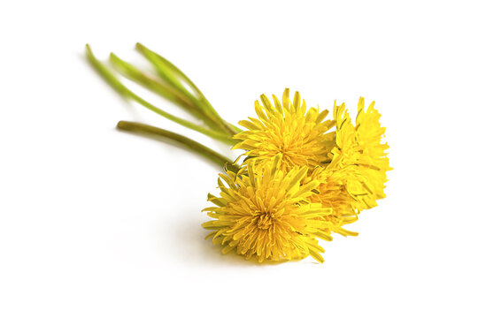 Bright yellow bouquet of field dandelions on a white background