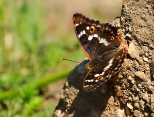 Lesser Purple Emperor (Apatura ilia) in summer on a concrete slab in the Park. Moscow region. Russia.