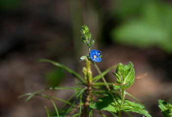 Little blue flower, Veronica Oakwood (Veronica chamaedrys L.), may morning.