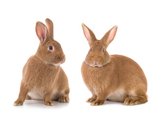 Fototapeta premium two brown bunny is isolated on a white background.