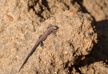 Viviparous lizard (Lacerta vivipara Jacquin) basks in the August sun. Moscow region. Russia.