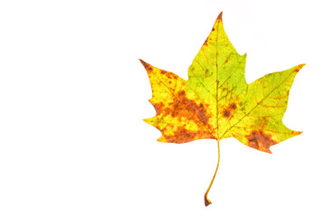 Leaves with a white background