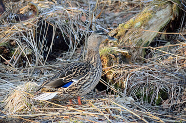 beautiful female mallard duck in spring forest looking for food