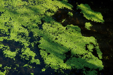 Marsh duckweed on the water. Moscow region. Russia.