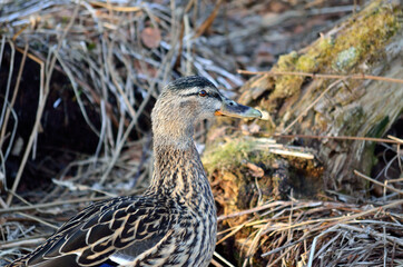 beautiful female mallard duck in spring forest looking for food