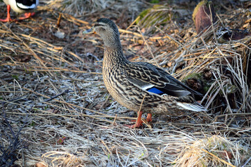 beautiful female mallard duck in spring forest looking for food