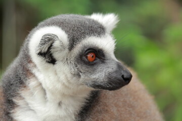 The cute monkey named Lemuriformes portrait,The mom lemur and 2 baby on tree