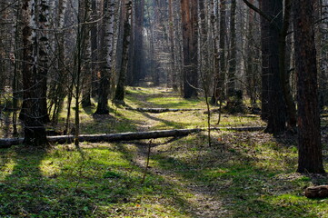Forest path on a Sunny spring morning. Moscow region. Russia.
