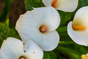 Fototapeta na wymiar White giant Arum Lily or Callum Lily in a garden