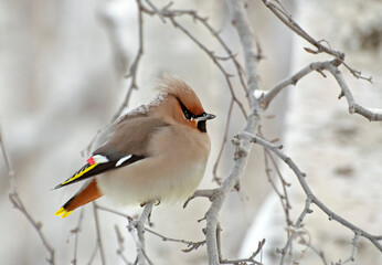 Waxwings on a tree on a cloudy winter day. Siberia. Khanty-Mansiysk.