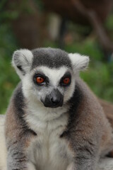 The cute monkey named Lemuriformes portrait,The mom lemur and 2 baby on tree
