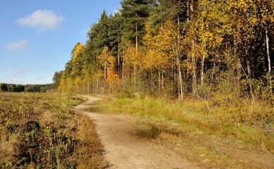 The road along the autumn forest in Moscow region