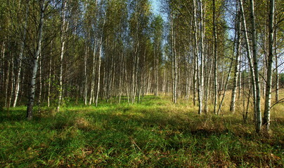Birch (Betula) in the autumn forest. Ryazan region.