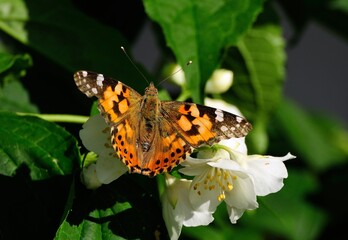 Painted lady butterfly on the flowers of mock orange on a Sunny day.