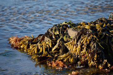 seaweed in sunshine closeup