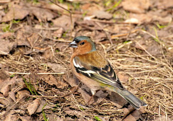 Chaffinch (Fringilla coelebs) in the morning in spring on last year's foliage. Moscow region. Russia.