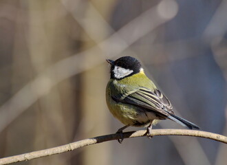 Big tit ( Parus major) on a branch on a Sunny spring morning. Moscow region. Russia.