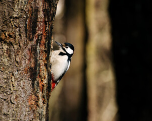 Great spotted woodpecker on a pine tree on a spring morning in the hollow building. Moscow region. Russia.