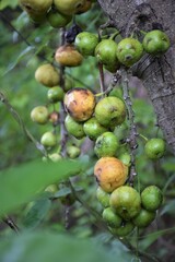 fruit colorful beauty in forest south Thailand 
