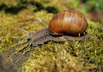 A snail crawls on forest moss on a Sunny summer day. Moscow region. Russia.