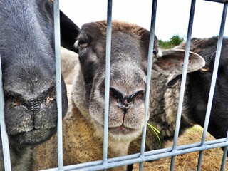Schafe hinterm Zaun