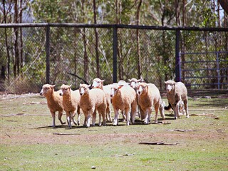 Schafzucht in Australien