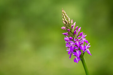 One isolated flower, Heath Spotted Orchid, Heath Spotted-orchid, Spotted Orchid (Dactylorhiza maculata)