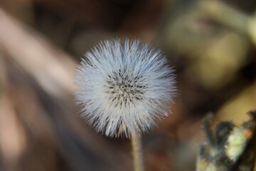 close up of dandelion