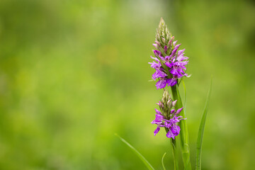 One isolated flower, Heath Spotted Orchid, Heath Spotted-orchid, Spotted Orchid (Dactylorhiza maculata)