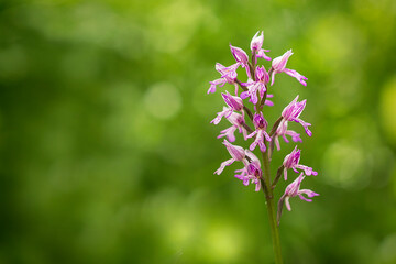 One isolated flower, Heath Spotted Orchid, Heath Spotted-orchid, Spotted Orchid (Dactylorhiza maculata)