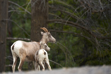 Wild mountain goat sheep with baby in Canada