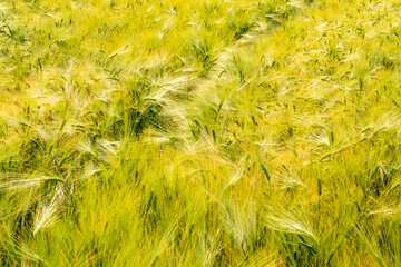 Spuren in einem gelben Kornfeld aus Weizen im Frühling