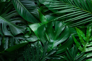 Fototapeta na wymiar closeup nature view of tropical leaf background, dark green wallpaper concept.