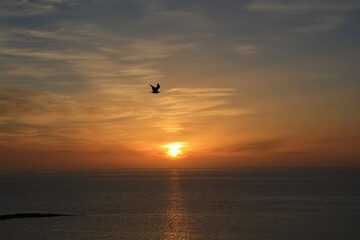 seagull flying at sunset in the sea