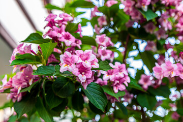 Naklejka na ściany i meble Spring time when cherry blossoms are in full bloom. Cherry blossoms against a blurred background.
