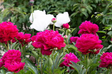 Pfingstrosen in Pink im Garten
