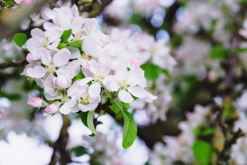 Apple blossom