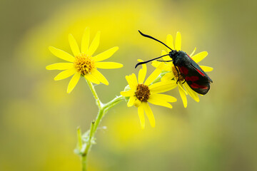 Close-up Six-spot burnet (Zygaena filipendulae) on narrow-leaved ragwort (Senecio inaequidens)