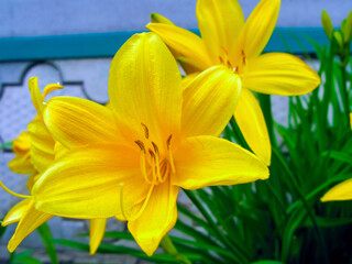 Yellow daylily, or yellow lily close-up.